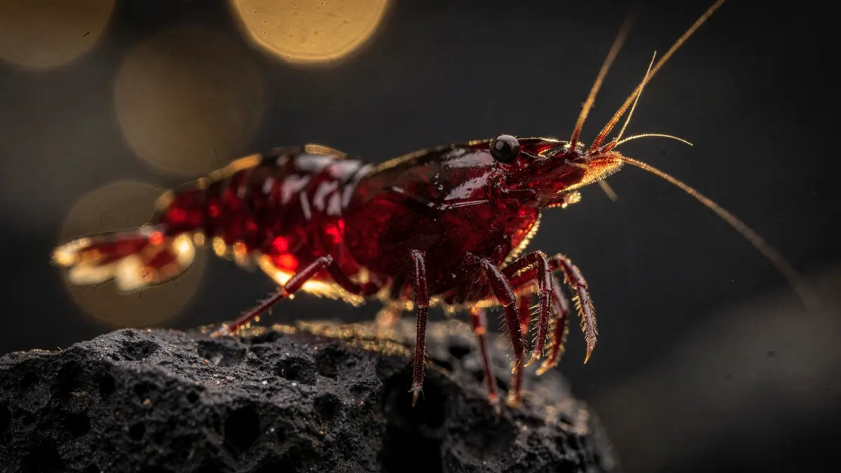 Bloody Mary Garnele — Makro auf Lavastein