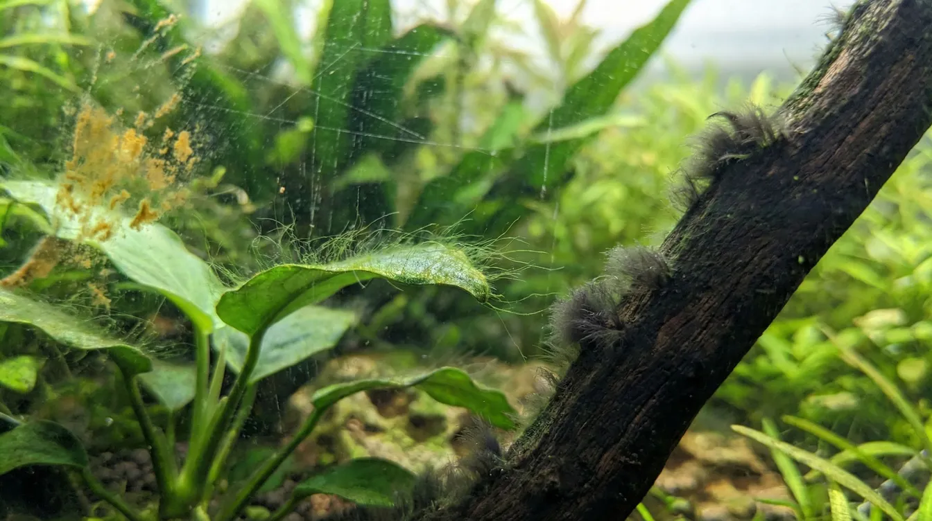 Algen im Aquarium — Arten erkennen, Ursachen verstehen, richtig bekämpfen