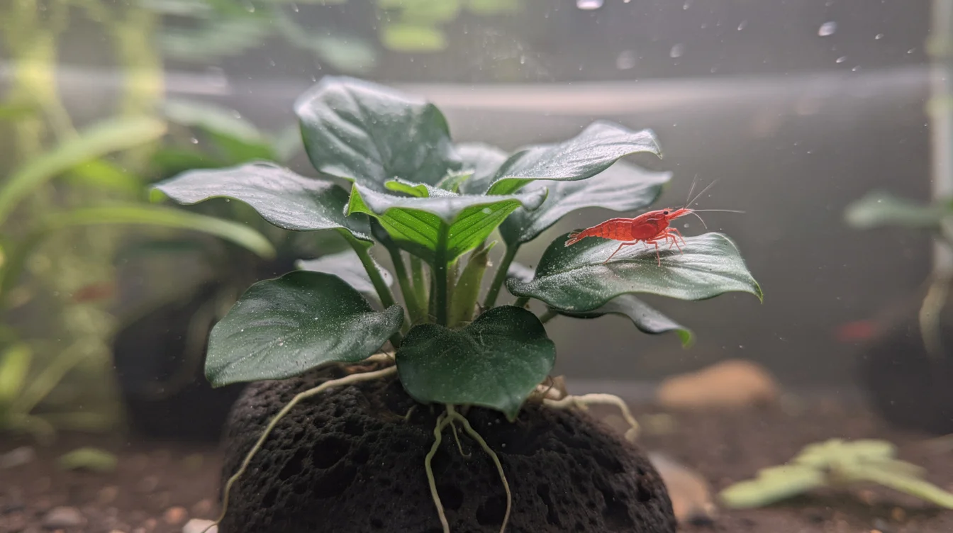 Anubias im Aquarium — Alle Arten, Pflege und Vermehrung