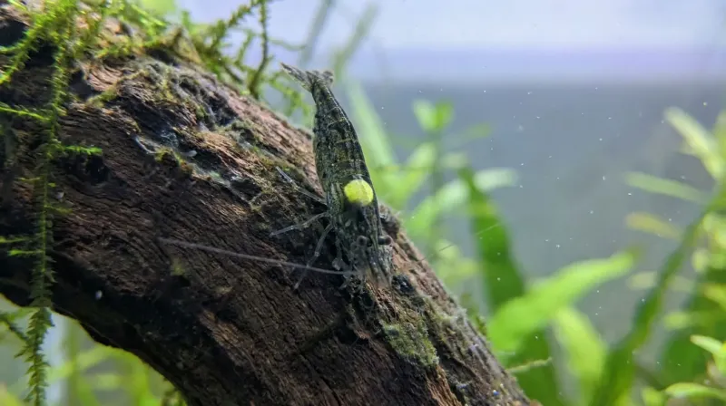Weibliche Neocaridina von oben mit deutlich sichtbarem gelbgruenen Sattel als Zeichen der Fortpflanzungsbereitschaft