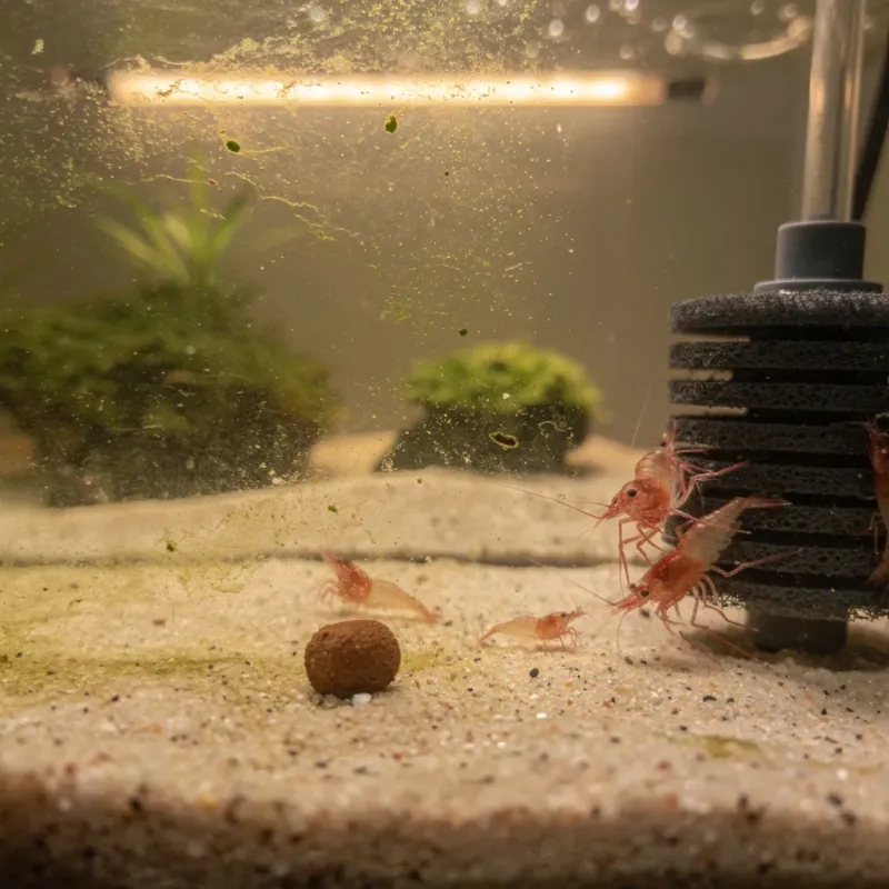 Typische Anfängerfehler im Nano-Garnelenbecken wie Algen und Futterreste