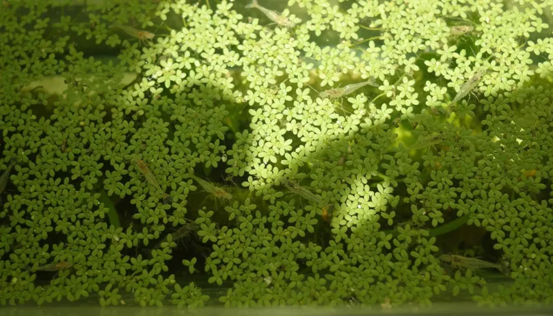 Wasseroberfläche komplett bedeckt mit kleinen gruenen Wasserlinsen, Licht filtert hindurch