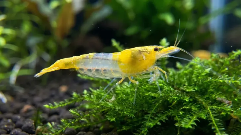 Yellow Rili Weibchen mit Eiern — scharfe Farbgrenze zwischen gelbem Kopf und transparenter Mitte